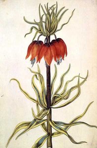 Fritilleria, ca. 1675