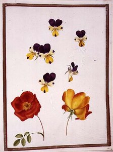 Sechs Köpfe von Stiefmütterchen und zwei Rosa Foetida (Österreichische Briar) von Nicolas Robert