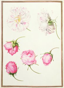 Sechs Köpfe altertümlicher Rosen von Nicolas Robert