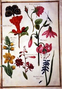 Blumenstudien von Nicolas Robert