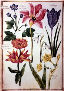 Blumenstudien von Nicolas Robert