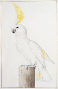 Gelbhaubenkakadu von Nicolas Robert