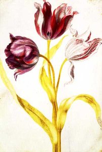 Tulpen, ca. 1675 von Nicolas Robert