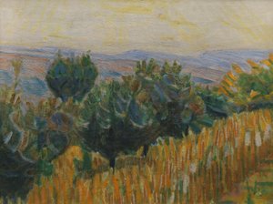 Der Weinstock gegen das Licht. Ein Weizenfeld im Vordergrund. Villa Linda, Florenz