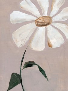 Weißes Gänseblümchen von Nikita Jariwala