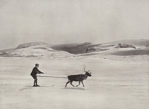 Skifahren mit Rentieren in den Bergen von Norwegian Photographer