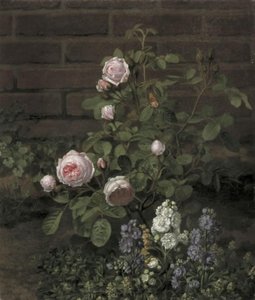 Ein Moosrosenbaum umgeben von Sommerblumen von O.D. Ottesen