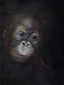 Baby-Orang-Utan 3, 2015