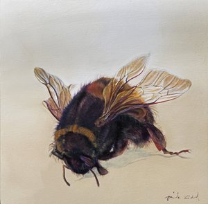 Bombus terrestris 10, 2013