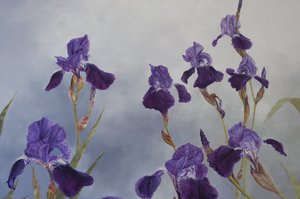 Iris hybrida (Detail), 2015