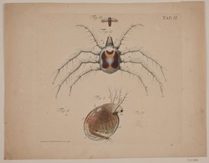 Insekten. Tafel II aus zoologischem Werk