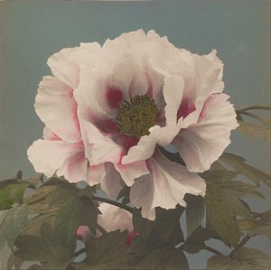 Baumpfingstrose von Ogawa Kazumasa