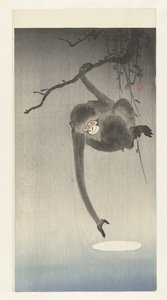 Affe und Spiegelung des Mondes