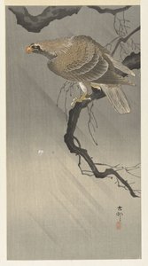 Adler auf einem Ast