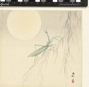 Gottesanbeterin von Ohara Koson