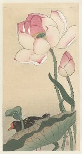 Gallinule mit Lotusblumen von Ohara Koson