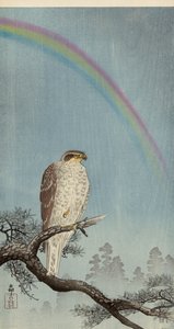 Habicht auf einem Kiefernbaum mit einem Regenbogen darüber