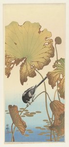 Japanische Bachstelze auf Lotuspflanze