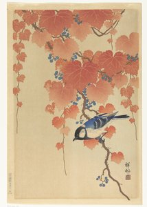 Kohlmeise auf Paulownia-Zweig