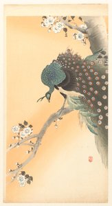 Pfau in einem Kirschbaum