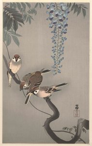 Spatzen bei Wisteria von Ohara Koson