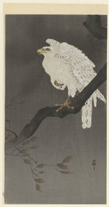 Schneeadler auf einem Baumzweig