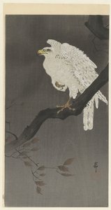 Schneeadler auf einem Ast
