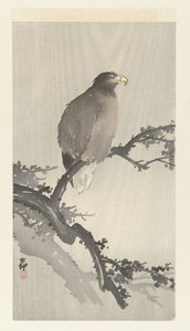 Seeadler auf einem Ast