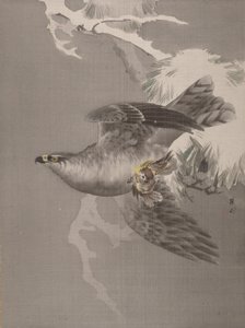 Falke hält einen kleinen Vogel, ca. 1891-92