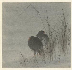 Zwei Blässhühner im Schilf von Okuhara Seiko