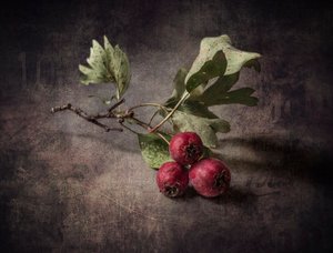 Herbstliche Weißdornbeeren von Olga Aleksandrovna