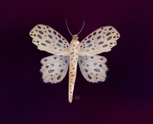 Gefleckter Schmetterlingsglanz