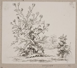 Die Distel und die Rose von Oluf Olufsen Bagge