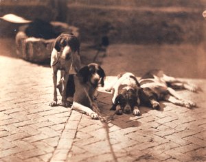 Jagdhunde, um 1853
