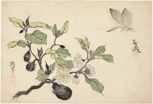 Aubergine mit Früchten und Blumen von Onishi Chinnen