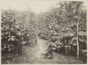 Frauen bei der Arbeit auf einer Plantage in Niederländisch-Indien