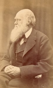 Porträt von Charles Darwin im Alter von 72 Jahren, ca. 1871 von Oscar Gustav Rejlander