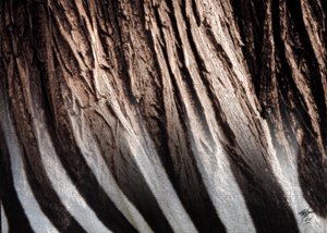 Zebra-Streifen-Textur von Osvaldo Russo