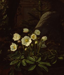 Christrosen in einem Steingarten von Otto Didrik Ottesen