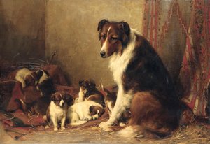 Ein Collie mit ihren Welpen