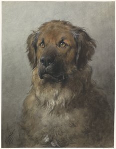 Kopf eines Leonbergers, von vorne von Otto Eerelman