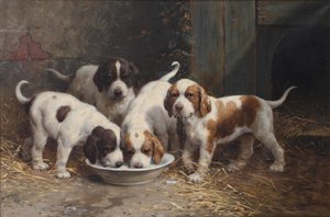 Bernhardinerwelpen trinken Milch