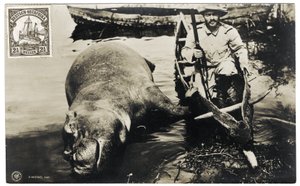 Deutscher Jäger mit Nilpferd, Deutsch-Ostafrika, ca. 1910 von Otto Haeckel
