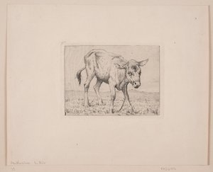 Ein Kalb von Otto Haslund