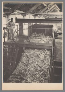 Zuckerrohrschneider bei der Arbeit