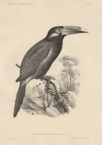 Selenidera Spectabilis, Lithographie von Bowen und Co., 1850