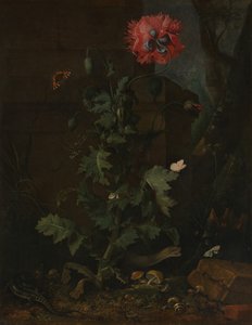 Stillleben mit Mohn, Insekten und Reptilien, ca. 1670 von Otto Marseus  van Schrieck