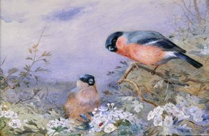 Ein Paar Gimpel unter den Blüten von Otto Murray Dixon