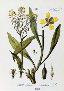 Blätter, Früchte und Blumen von Waid (Isatis tinctoria), Illustration von Otto Wilhelm Thome aus Flora von Deutschland, Österreich und der Schweiz