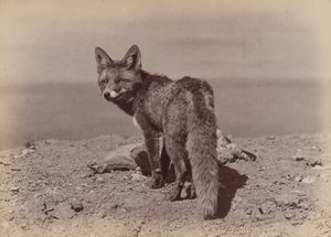 Fuchs, 1886 von Ottomar Anschütz